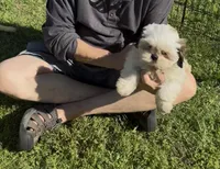 Luna 🌖, a female Shih Tzu for sale in Laurel, DE – 10 of 10