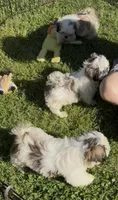 Luna 🌖, a female Shih Tzu for sale in Laurel, DE – 4 of 10