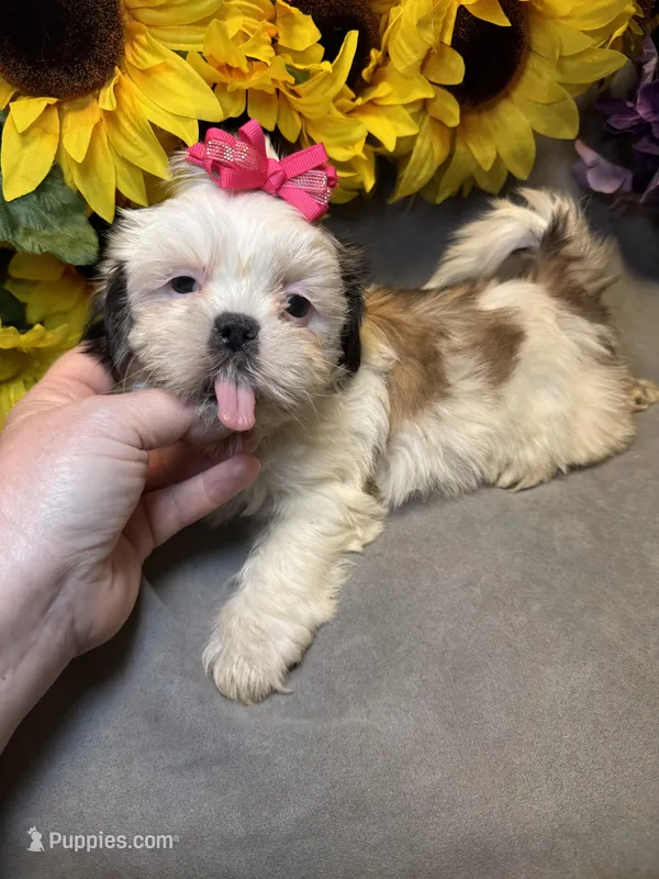 Luna 🌖 – Shih Tzu puppy for sale in Laurel, DE