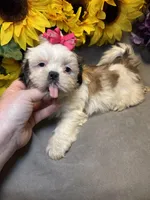 Luna, a female Shih Tzu for sale in Laurel, DE – Photo 7 of 9