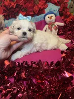 Coconut🥥, a male Shih Tzu and Poodle - Toy  for sale in Laurel, DE – Photo 5 of 5