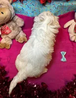 Coconut🥥, a male Shih Tzu and Poodle - Toy  for sale in Laurel, DE – Photo 2 of 5