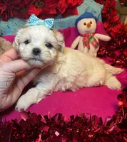 Coconut🥥, a male Shih Tzu and Poodle - Toy  for sale in Laurel, DE – Photo 4 of 5