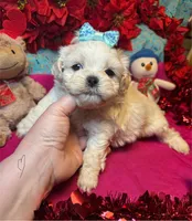 Coconut🥥, a male Shih Tzu and Poodle - Toy  for sale in Laurel, DE – Photo 1 of 5