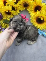 Rosey 🌹, a female Shihpoo for sale in Laurel, DE – Photo 2 of 8