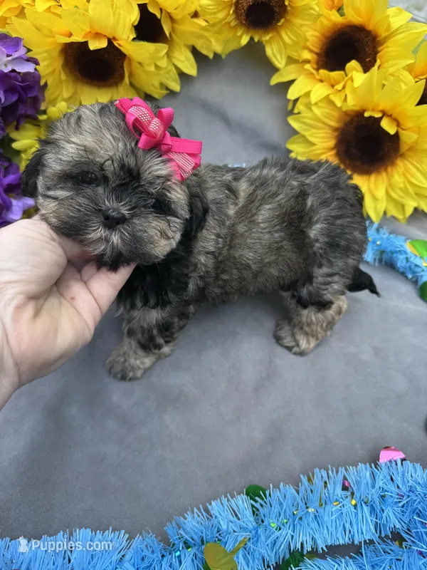 Rosey 🌹 – Shihpoo puppy for sale in Laurel, DE