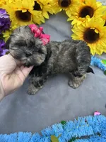 Rosey 🌹, a female Shihpoo for sale in Laurel, DE – Photo 1 of 8