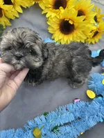Rosey 🌹, a female Shihpoo for sale in Laurel, DE – Photo 3 of 8