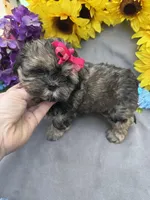 Rosey 🌹, a female Shihpoo for sale in Laurel, DE – Photo 4 of 8