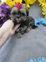 Rosey 🌹, a female Shihpoo for sale in Laurel, DE – Photo 7 of 8