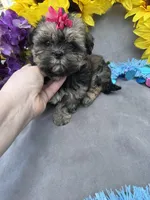 Rosey 🌹, a female Shihpoo for sale in Laurel, DE – Photo 8 of 8