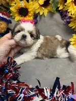 Lucie, a female Shih Tzu for sale in Laurel, DE – 3 of 5