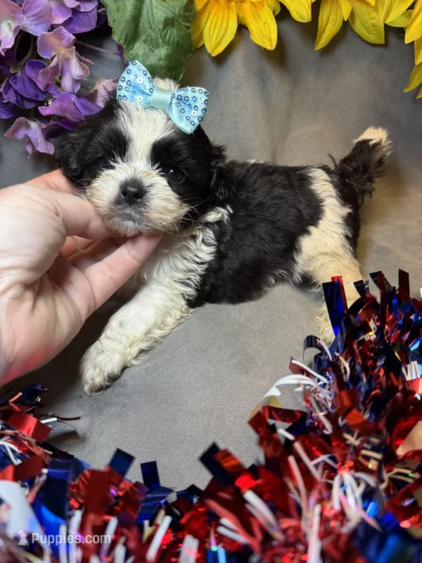 Gus – Shihpoo puppy for sale in Laurel, DE