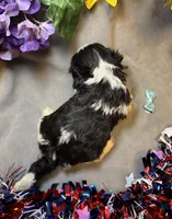 Gus, a male Shihpoo for sale in Laurel, DE – 3 of 4