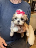 Sophie🌸 , a female Shih Tzu for sale in Laurel, DE – 6 of 6