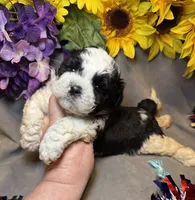 Charlie, a male Shihpoo for sale in Laurel, DE – 4 of 5