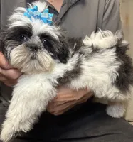 Lil’ Buddy 😍, a male Shih Tzu for sale in Laurel, DE – 3 of 4