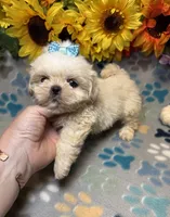 Flash, a male Shih Tzu for sale in Laurel, DE – 7 of 7