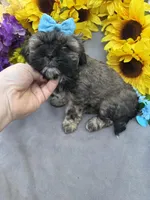 Cinnamon Spice 🥰, a male Shihpoo for sale in Laurel, DE – Photo 4 of 6
