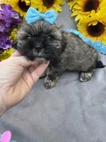 Cinnamon Spice 🥰, a male Shihpoo for sale in Laurel, DE – Photo 3 of 6