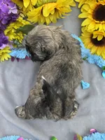 Cinnamon Spice 🥰, a male Shihpoo for sale in Laurel, DE – Photo 2 of 6