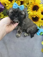 Cinnamon Spice 🥰, a male Shihpoo for sale in Laurel, DE – Photo 5 of 6