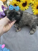 Cinnamon Spice 🥰, a male Shihpoo for sale in Laurel, DE – Photo 1 of 6