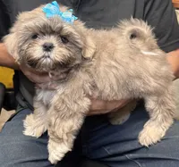 Cinnamon, a male Shih Tzu for sale in Laurel, DE – 4 of 4