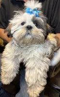 Popcorn 😊 Registered, a male Shih Tzu for sale in Laurel, DE – 3 of 9