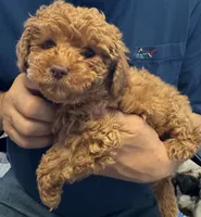 Rosey🌹, a female Poodle - Toy  for sale in Laurel, DE – 3 of 5