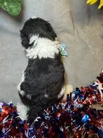 Teddy, a male Shihpoo for sale in Laurel, DE – 2 of 4
