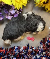 Daisy , a female Shihpoo for sale in Laurel, DE – 2 of 4