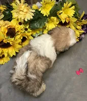 Karma🤩, a female Shih Tzu for sale in Laurel, DE – 2 of 6