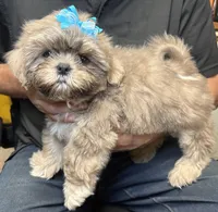Cinnamon, a male Shih Tzu for sale in Laurel, DE – 3 of 4