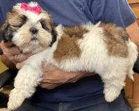 Sophie🤩, a female Shih Tzu for sale in Laurel, DE – 3 of 5