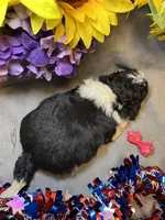 Molly, a female Shihpoo for sale in Laurel, DE – 2 of 3