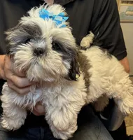 Sushi 🍱 , a male Shih Tzu for sale in Laurel, DE – 4 of 7