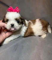 Sweet Pea 🌸, a female Shih Tzu for sale in Laurel, DE – Photo 5 of 7