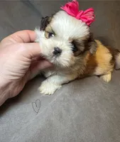 Sweet Pea 🌸, a female Shih Tzu for sale in Laurel, DE – Photo 6 of 7