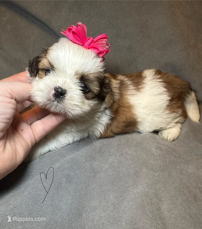 Sweet Pea 🌸 – Shih Tzu puppy for sale in Laurel, DE
