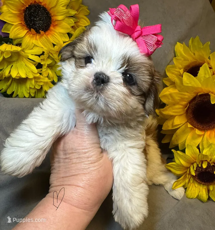 Sweet Pea 🌸 – Shih Tzu puppy for sale in Laurel, DE