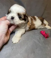 Sweet Pea 🌸, a female Shih Tzu for sale in Laurel, DE – Photo 4 of 7