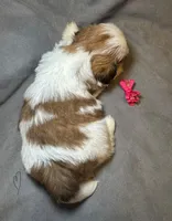 Sweet Pea 🌸, a female Shih Tzu for sale in Laurel, DE – Photo 2 of 7