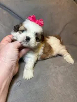 Sweet Pea 🌸, a female Shih Tzu for sale in Laurel, DE – Photo 7 of 7