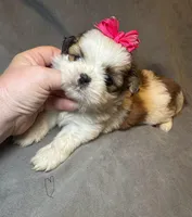 Sweet Pea 🌸, a female Shih Tzu for sale in Laurel, DE – Photo 3 of 7