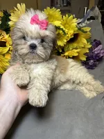 Willow🪾, a female Shih Tzu for sale in Laurel, DE – 3 of 5