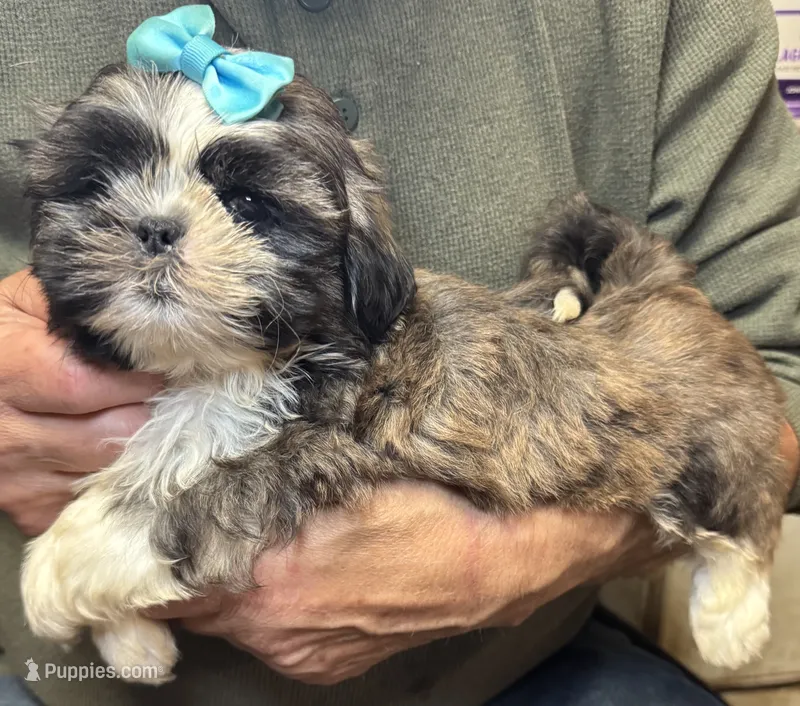Ace – Shih Tzu puppy for sale in Laurel, DE