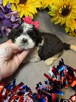 Molly, a female Shihpoo for sale in Laurel, DE – 3 of 3