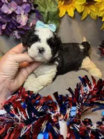 Charlie, a male Shihpoo for sale in Laurel, DE – 5 of 5