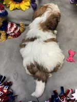 Isabella, a female Shih Tzu for sale in Laurel, DE – 3 of 3